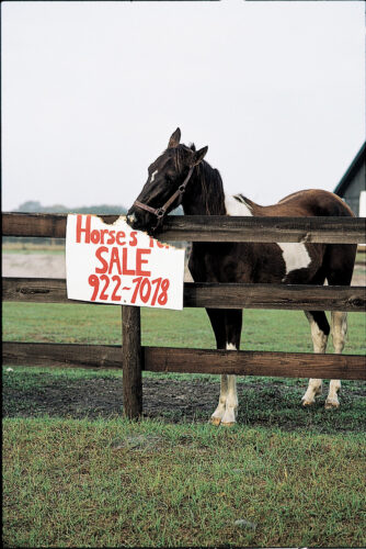 How to Choose A Horse That’s Right for You